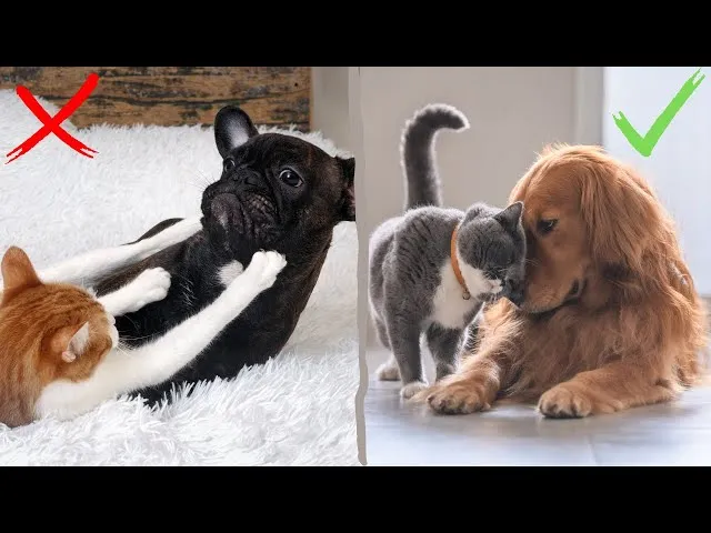 Czy pies może zagryźć małego kotka? Oto, co musisz wiedzieć