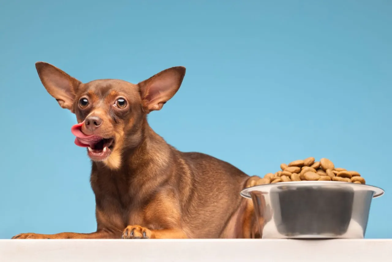 Ile karmy dla psa? Odpowiednia porcja dla zdrowia pupila