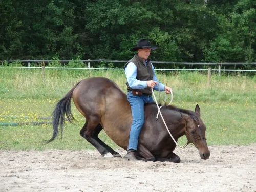 Jeździectwo naturalne Wrocław: najlepsze stajnie i kursy, których unikaj Jeździectwo naturalne Wrocław: najlepsze stajnie i kursy, których unikaj