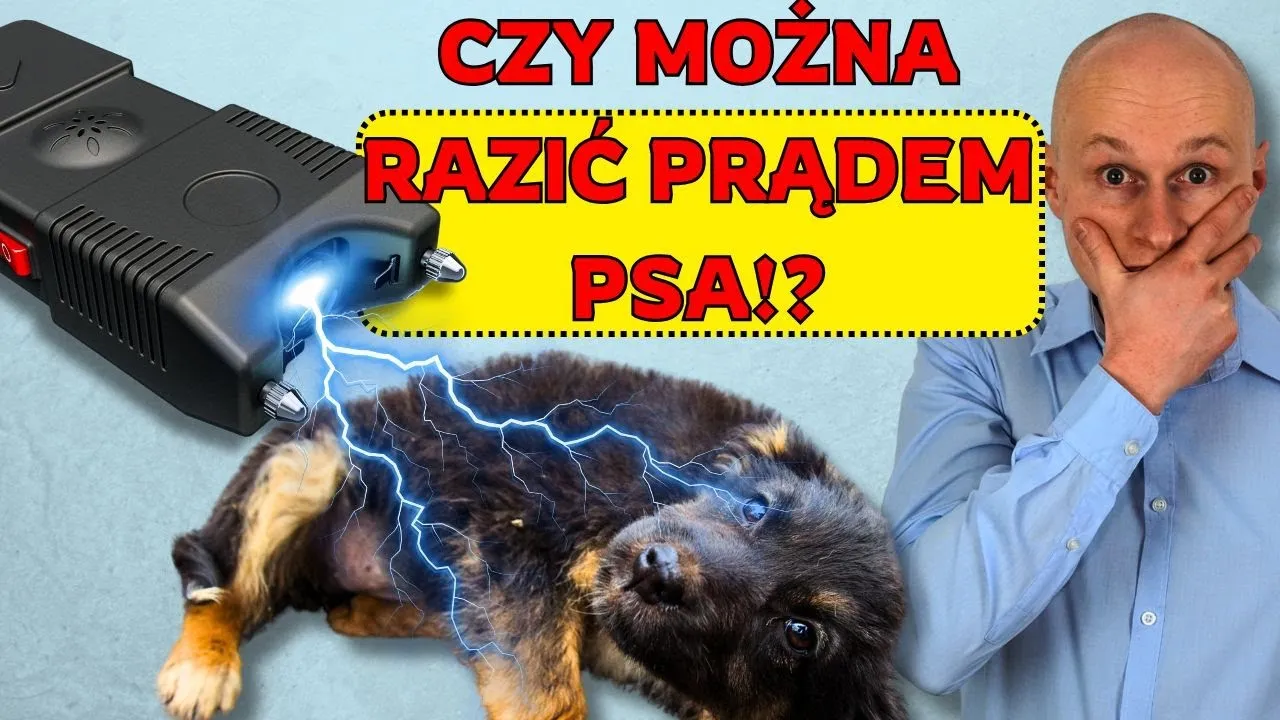 Jak działa obroża elektryczna? Prawda o jej skuteczności i ryzyku