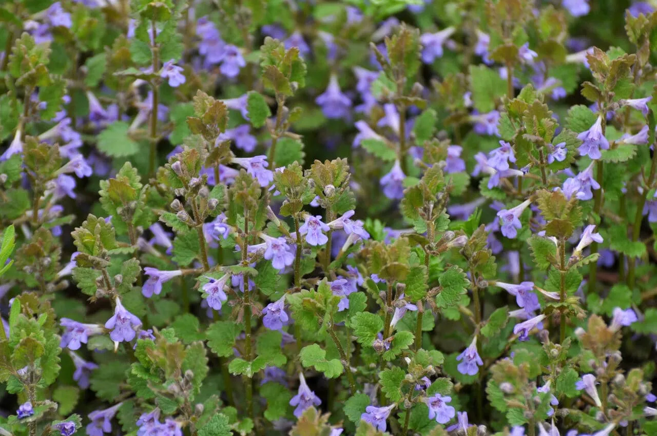 Bluszczyk kurdybanek: Chwast czy zioło? Jak go zwalczyć lub użyć?
