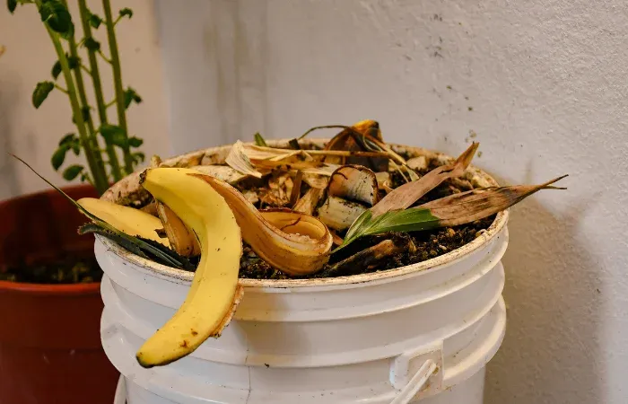 Jak zrobić nawóz z banana do storczyków, aby je wzmocnić i kwitły