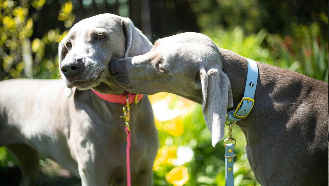 Czy pies może wejść do ogrodu botanicznego? Poznaj zasady i uważaj na zakazy!