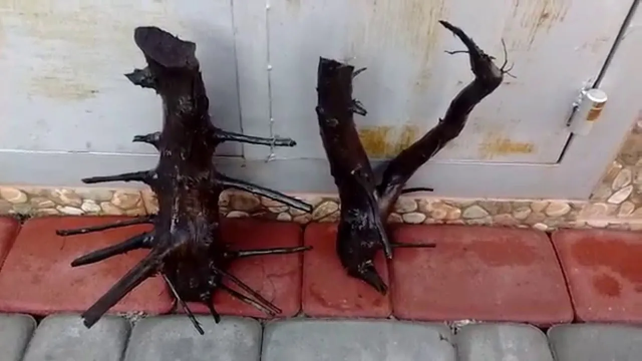 Jak zrobić korzeń do akwarium, aby uniknąć problemów z wodą