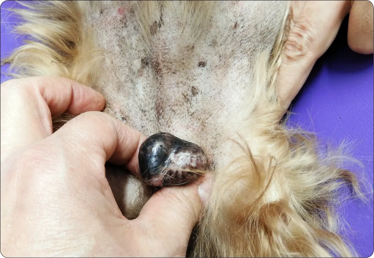 Wnętrostwo i zgryz u psa: wady dyskwalifikujące. Co musisz wiedzieć? Wnętrostwo i zgryz u psa: wady dyskwalifikujące. Co musisz wiedzieć?