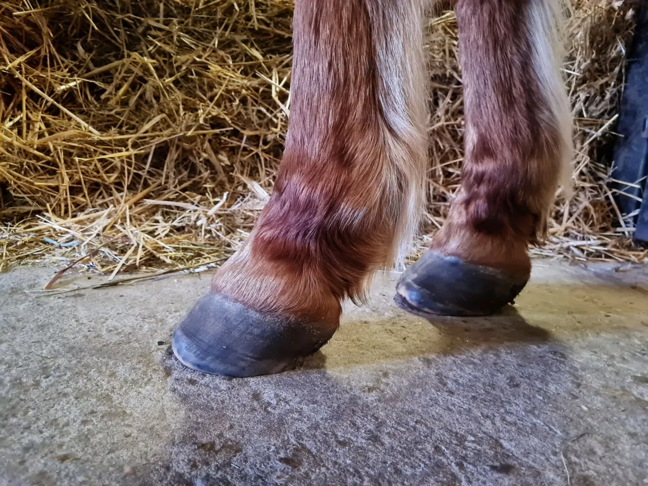 Jak chronić końskie kopyto? Kompletny przewodnik dla zdrowych nóg Jak chronić końskie kopyto? Kompletny przewodnik dla zdrowych nóg