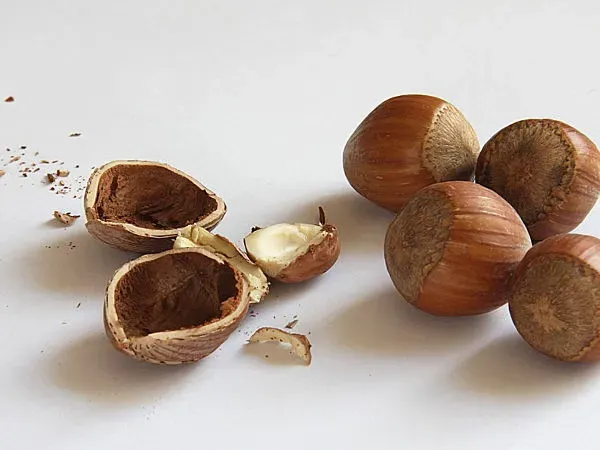 Sezon na orzechy laskowe: Kiedy zbierać, suszyć i przechowywać?