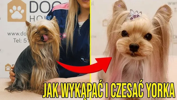 Jak kąpać yorka szczeniaka: najważniejsze wskazówki i triki