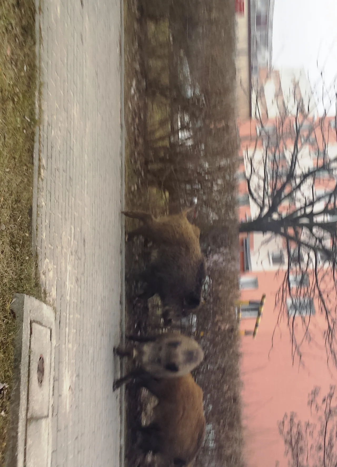 Co robić, gdy dziki na osiedlu stają się zagrożeniem?