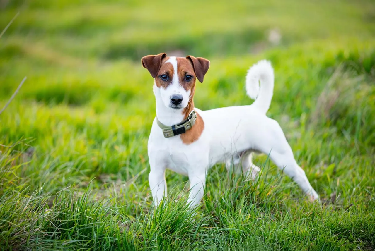 Jack Russell Terrier ma włosy czy sierść? Poznaj tajemnice jego futra Jack Russell Terrier ma włosy czy sierść? Poznaj tajemnice jego futra