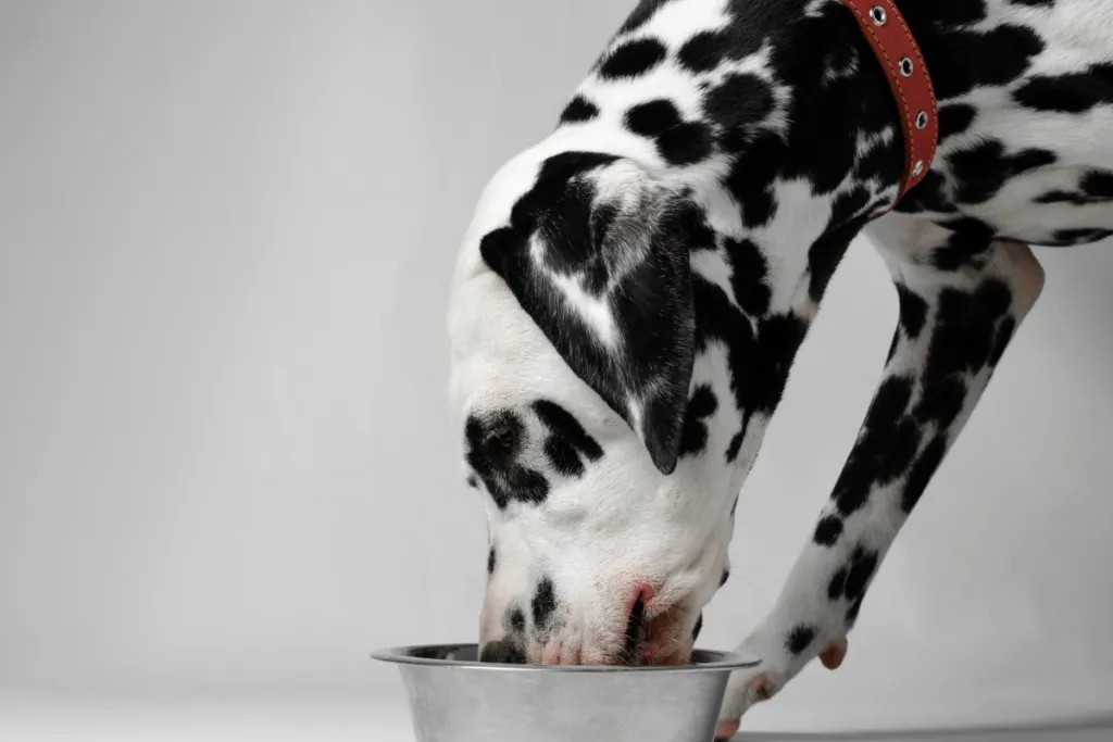 Czy pies może jeść czarnuszkę? Dowiedz się o korzyściach i ryzyku