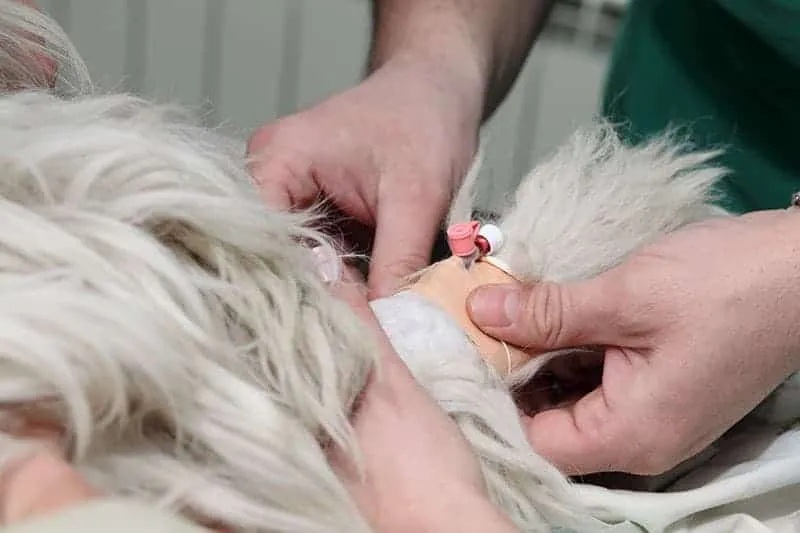 Transfuzja krwi u psa: Cennik, wskazania i co musisz wiedzieć