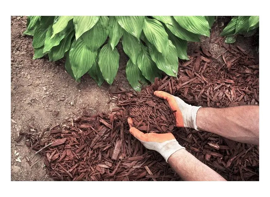 Czy kora z lasu nadaje się do ogrodu? Poznaj jej zalety i wady