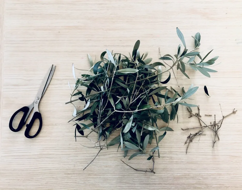 Kiedy przycinać oliwkę, aby uniknąć błędów i zapewnić zdrowie drzewa