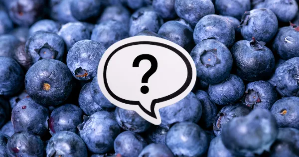 Czy pies może jeść borówki amerykańskie? Bezpieczne ilości i korzyści