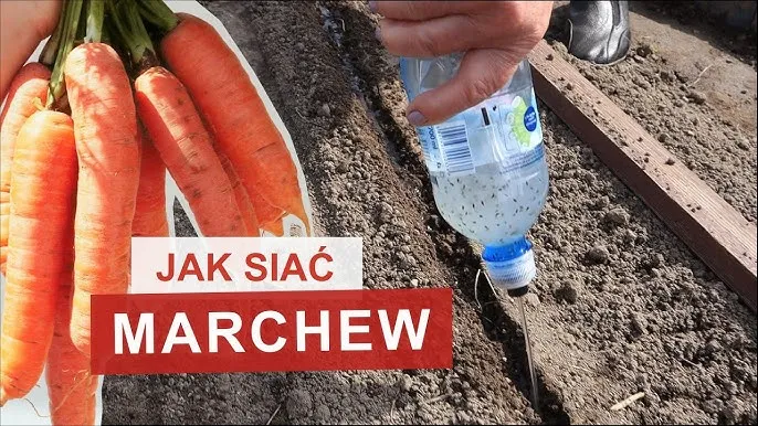 Chcesz obfitych plonów? Jak siać marchew krok po kroku