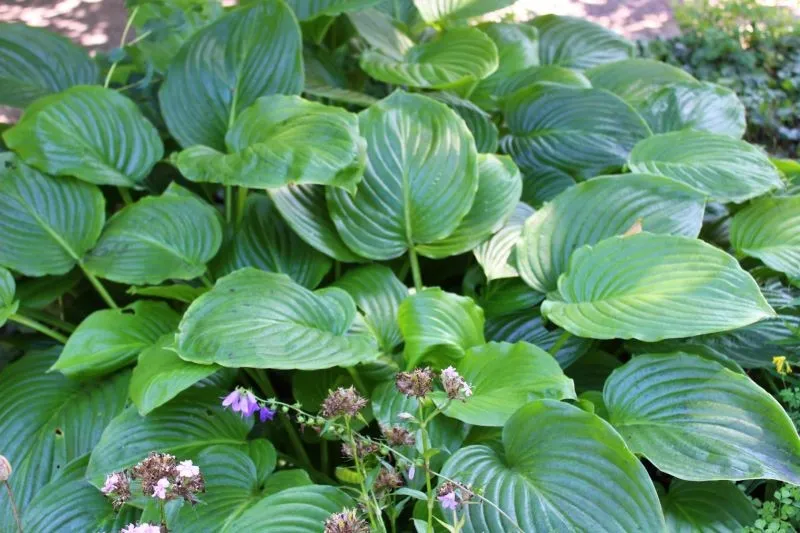 Jaki nawóz do funkii? Sprawdź skuteczne metody nawożenia Jaki nawóz do funkii? Sprawdź skuteczne metody nawożenia