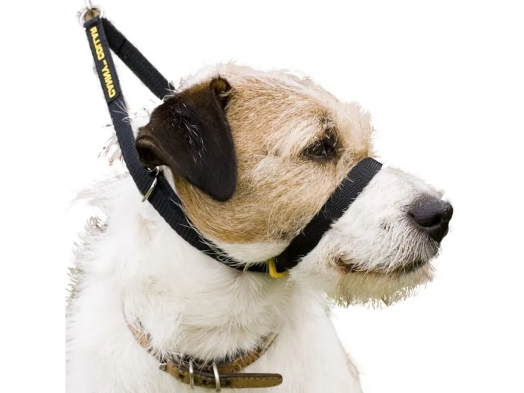Najlepsza obroża dla psa, który ciągnie - zapewnij bezpieczeństwo i komfort
