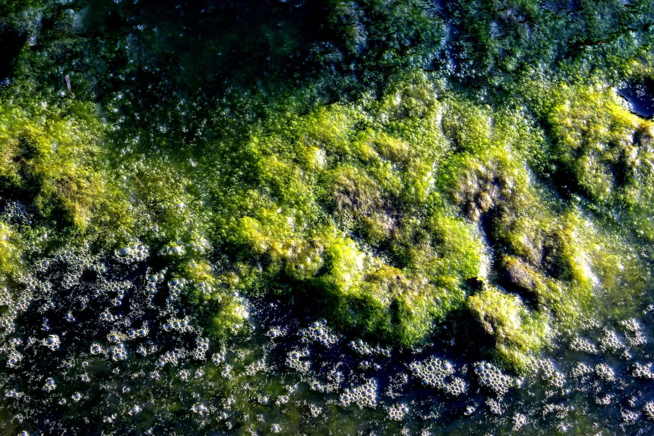 Jak długo kwitnie woda w jeziorze? Poznaj zaskakujące fakty!