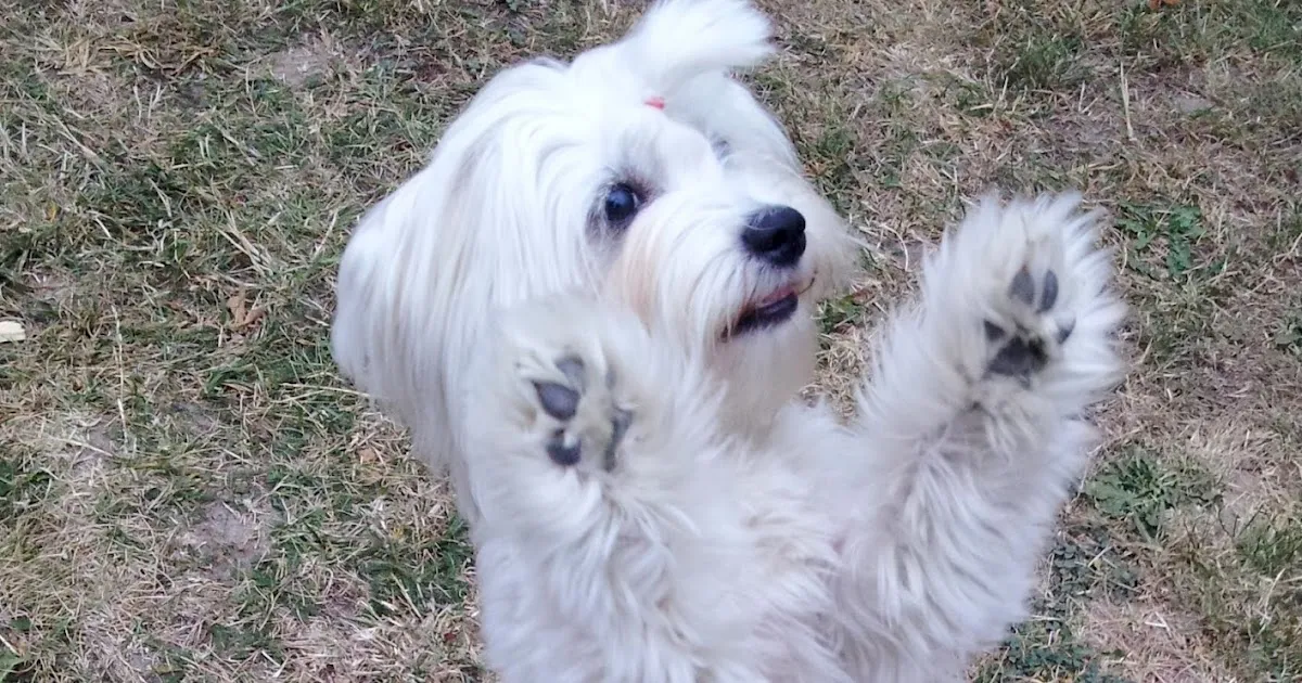 Jak wytresować maltańczyka w prosty sposób i uniknąć problemów z zachowaniem