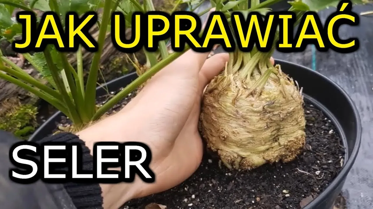 Jak uprawiać seler korzeniowy - proste sposoby na zdrowe plony