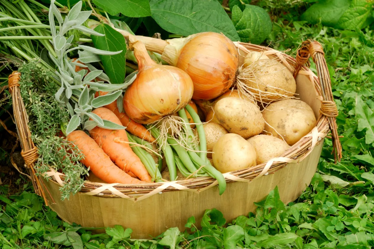 Jakie warzywa w ogrodzie - łatwe w uprawie opcje dla początkujących Jakie warzywa w ogrodzie - łatwe w uprawie opcje dla początkujących