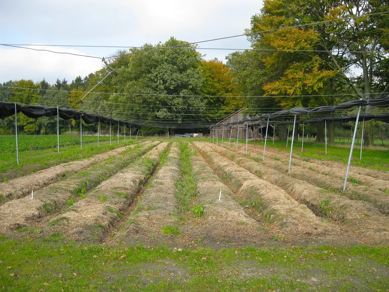 Ile kosztuje ar działki rolnej? Sprawdź ceny w różnych regionach Ile kosztuje ar działki rolnej? Sprawdź ceny w różnych regionach