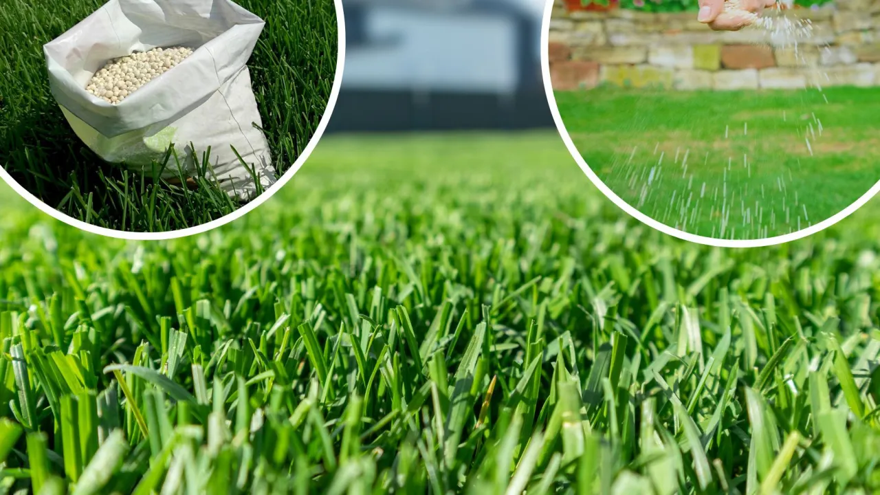 Kiedy sadzić trawę, aby uniknąć błędów i cieszyć się pięknym trawnikiem