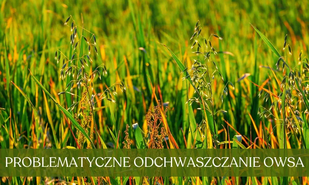 Oprysk na chwasty w owsie: Klucz do plonu? Sprawdź terminy i środki!