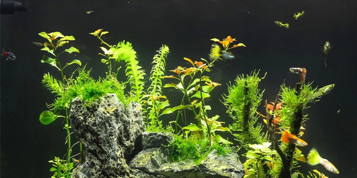 Jak udekorować akwarium - kompletny poradnik dla początkujących akwarystów