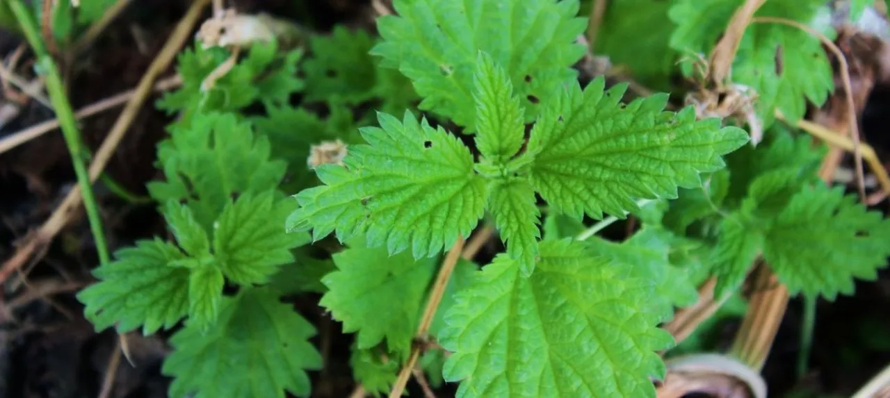 Jak pozbyć się chwastów z rzepami? Łopian i przytulia pod kontrolą