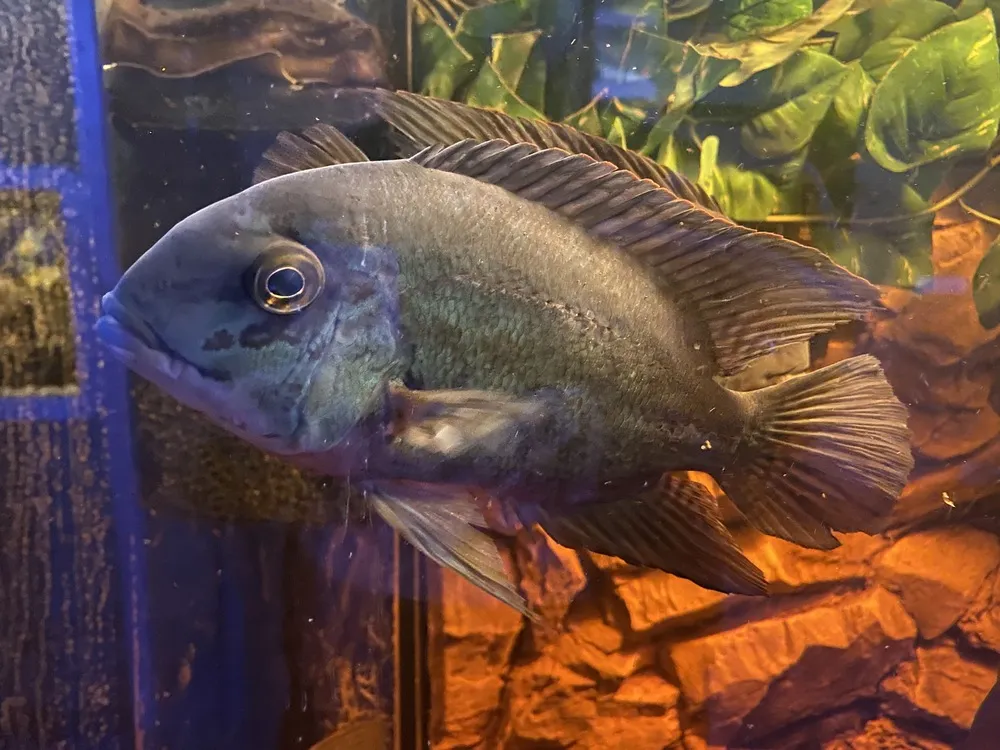 Oceanarium w Niechorzu opinie - co mówią odwiedzający o atrakcji?