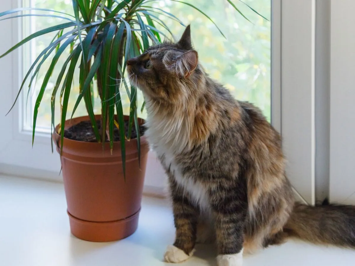 Dracena a koty: czy jest bezpieczna? Objawy i pomoc