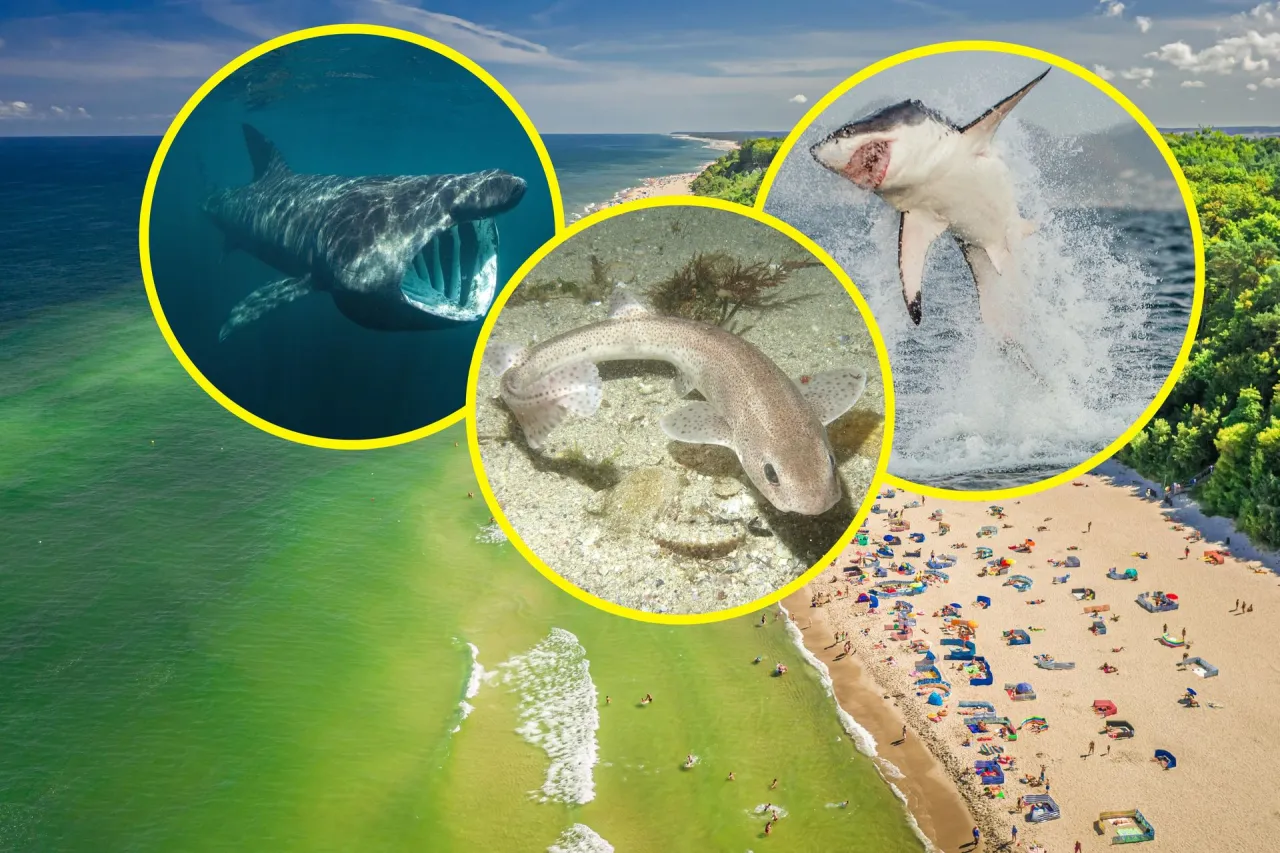 Czy rekiny są w Bałtyku? Fakty o ich obecności i bezpieczeństwie