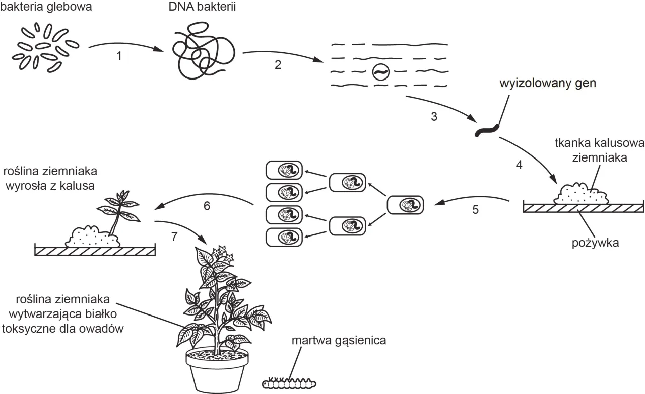 Co to jest wektor w biologii i jak wpływa na inżynierię genetyczną