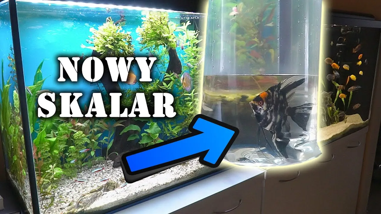 Jakie akwarium dla skalarów? Odkryj idealne warunki dla ryb