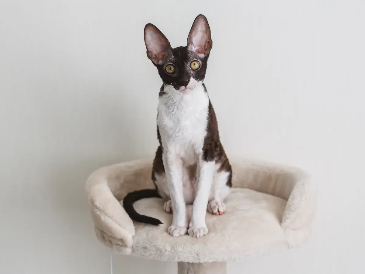 Devon Cornish Rex - Kluczowe różnice i cechy obu ras kotów