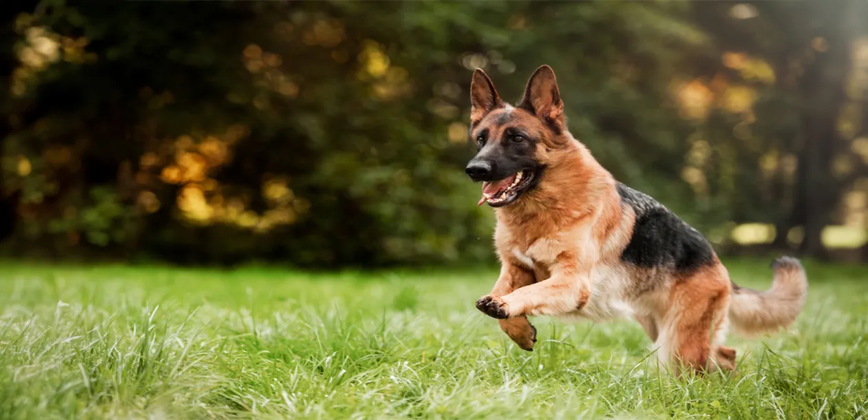 Owczarek niemiecki dla kogo? Sprawdź, czy to pies dla Ciebie