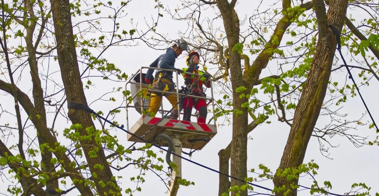 Wycinka drzew w jakim okresie: uniknij kar i zniszczeń w ptasim gnieździe