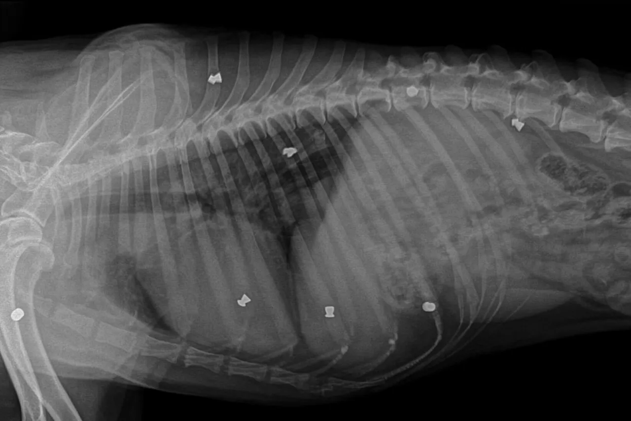 RTG klatki piersiowej psa: Ile kosztuje? Sprawdź ceny i wskazania