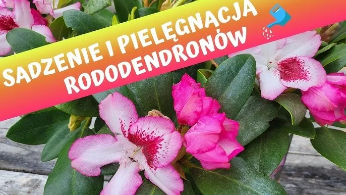 Jak posadzić rododendron - uniknij błędów i ciesz się pięknem rośliny