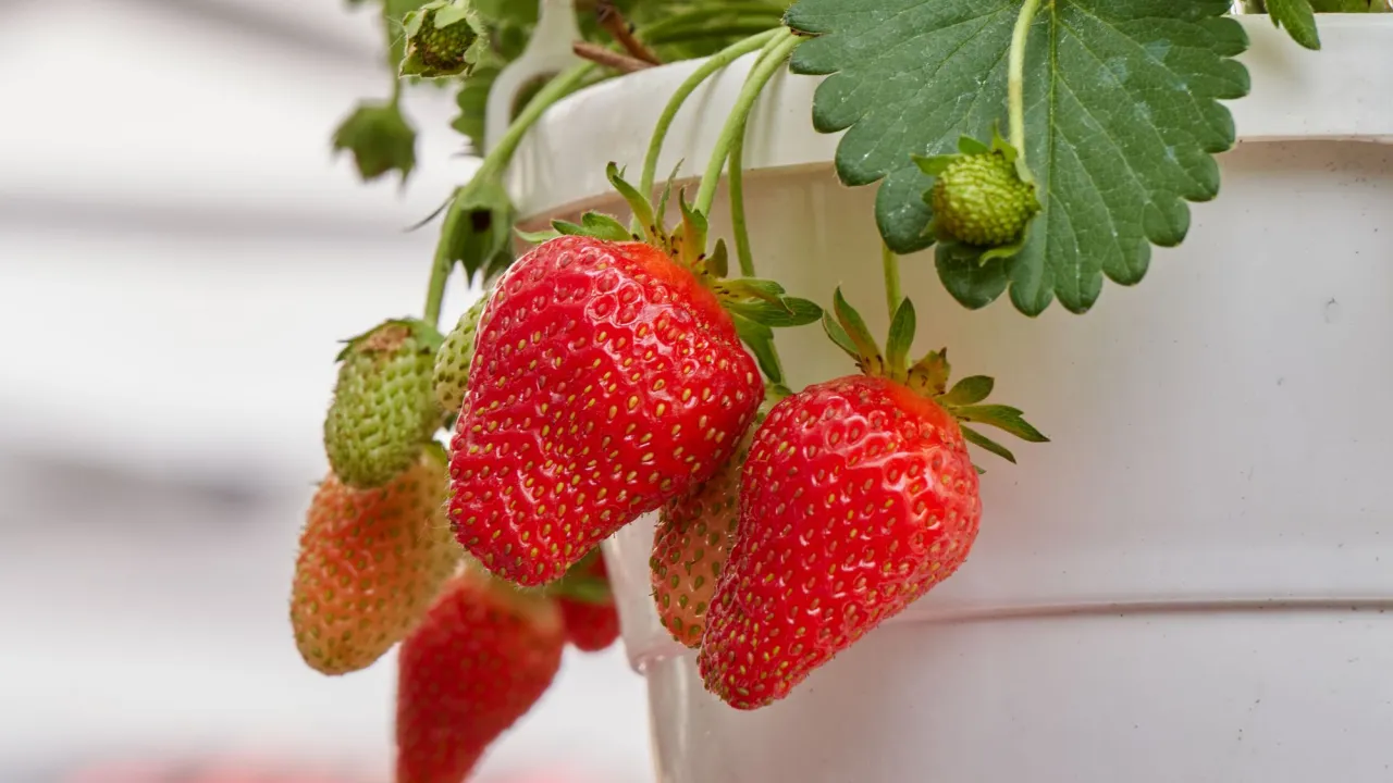 Jak często podlewać truskawki w doniczce, aby uniknąć ich uschnięcia?
