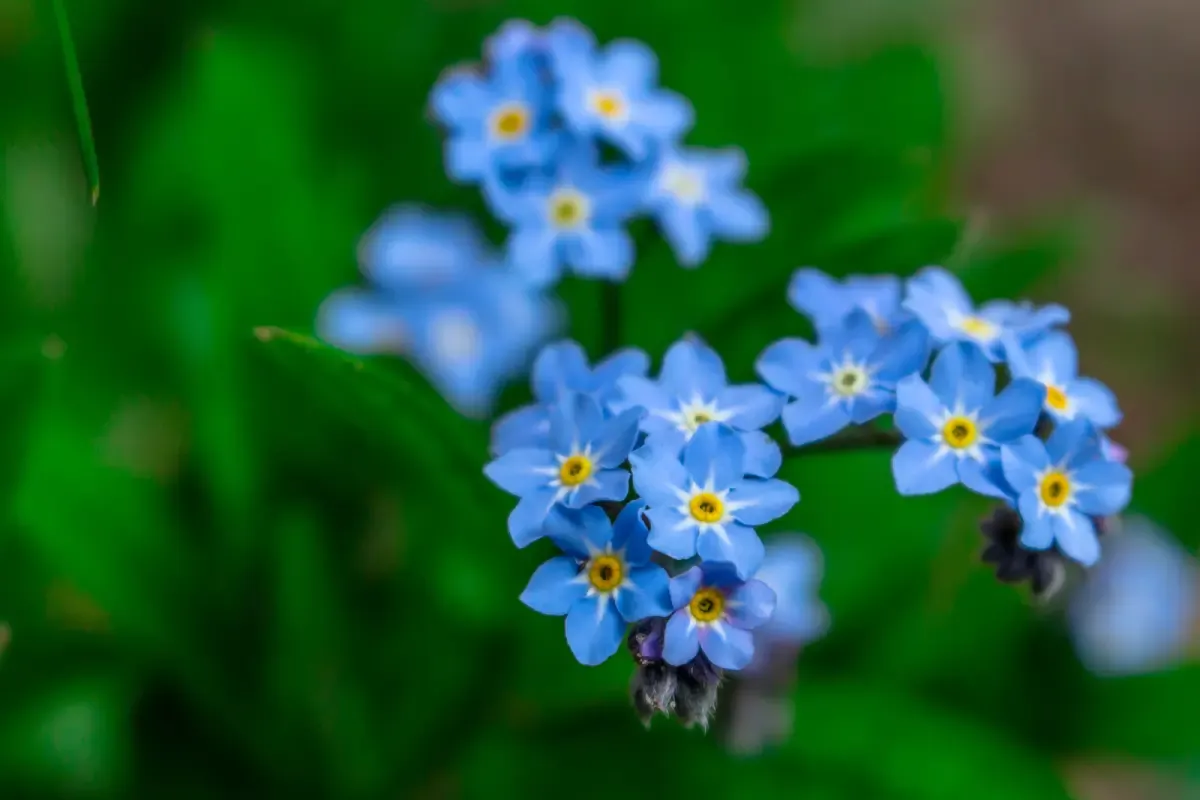 Jak długo kwitnie niezapominajka? Odkryj jej tajemnice kwitnienia