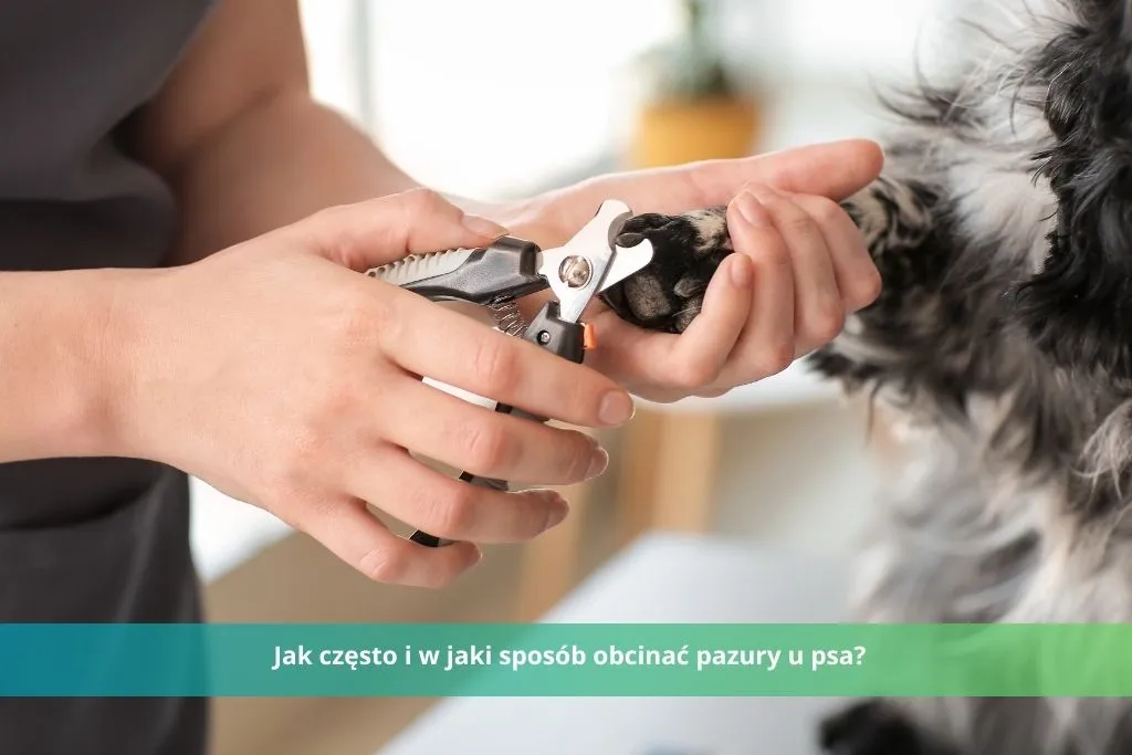 Czy weterynarz obcina pazury psu? Ważne informacje dla właścicieli