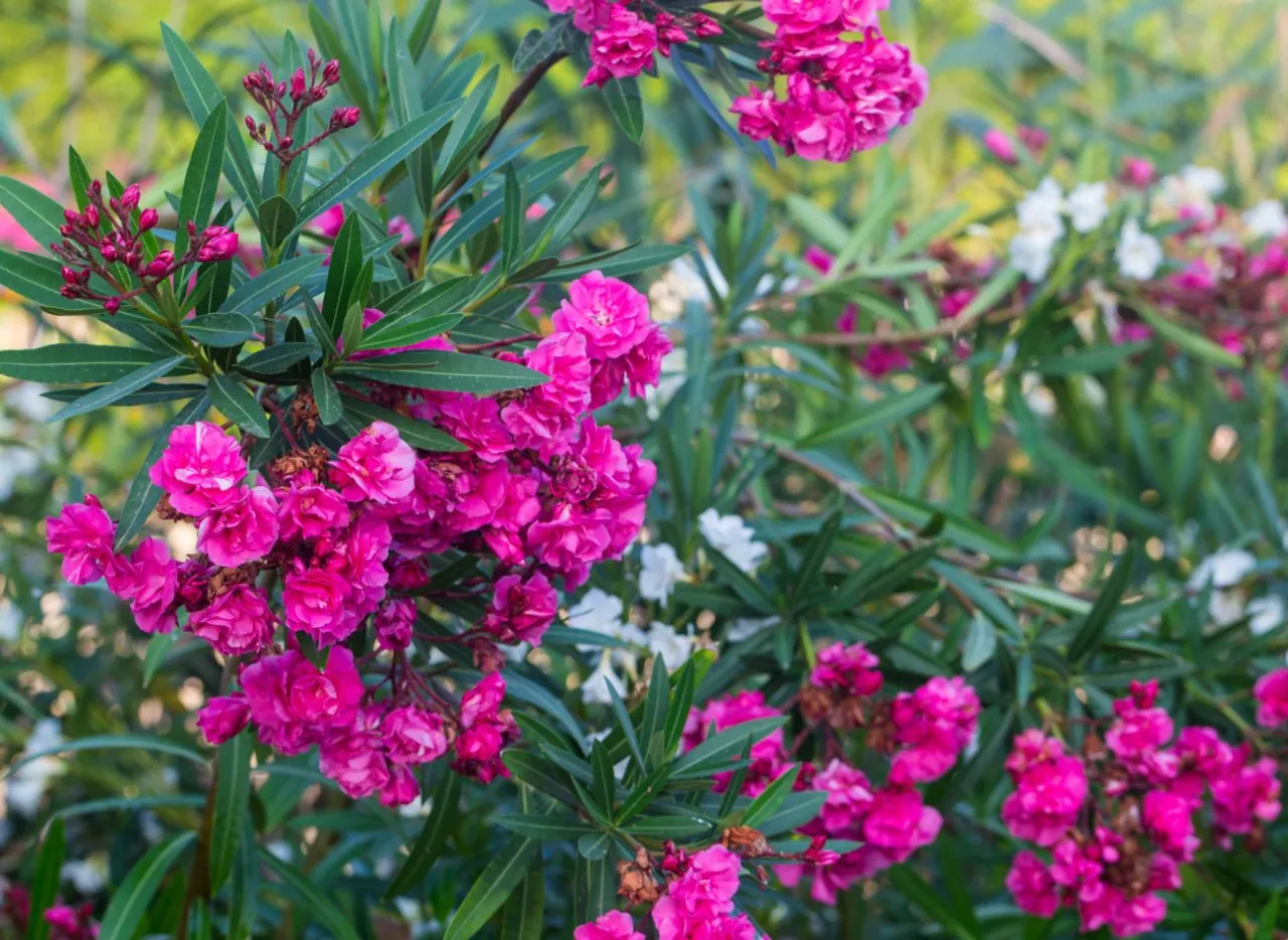 Nawożenie oleandrów: Sekret bujnego kwitnienia? Sprawdź, jak to zrobić!