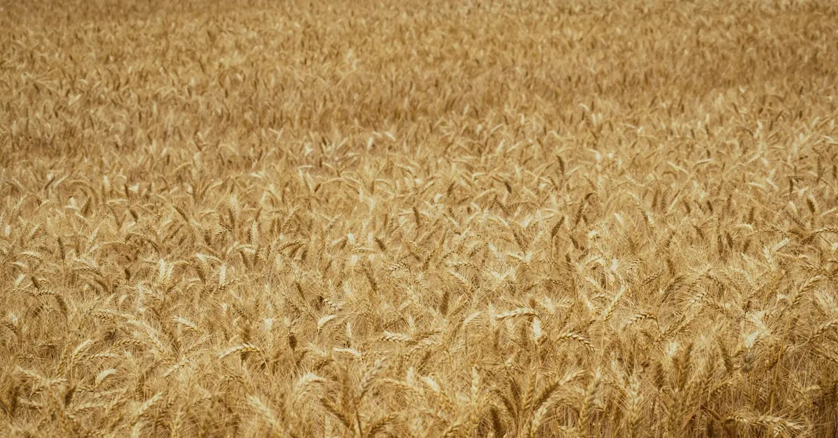 Jakie są obecne ceny zbóż w 2025 roku? Analiza i prognozy