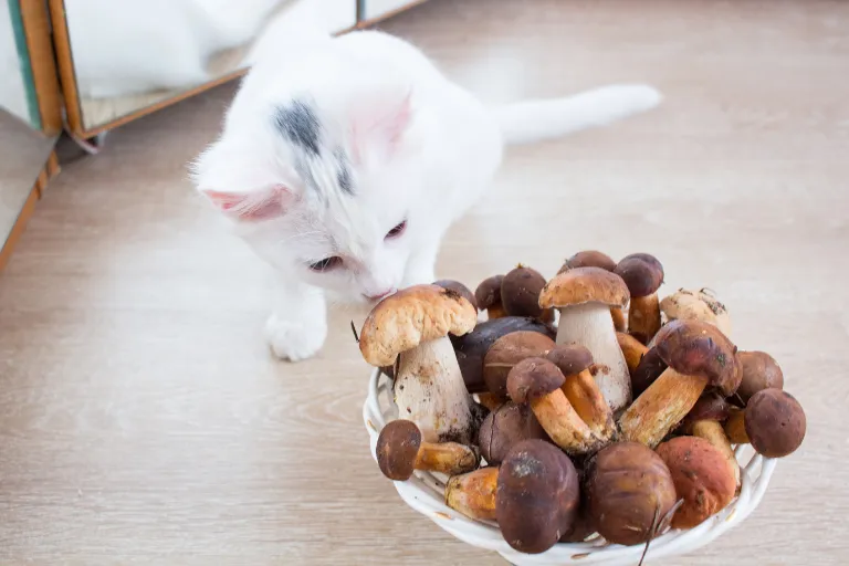 Czy koty mogą jeść pieczarki? Poznaj zagrożenia dla zdrowia pupila