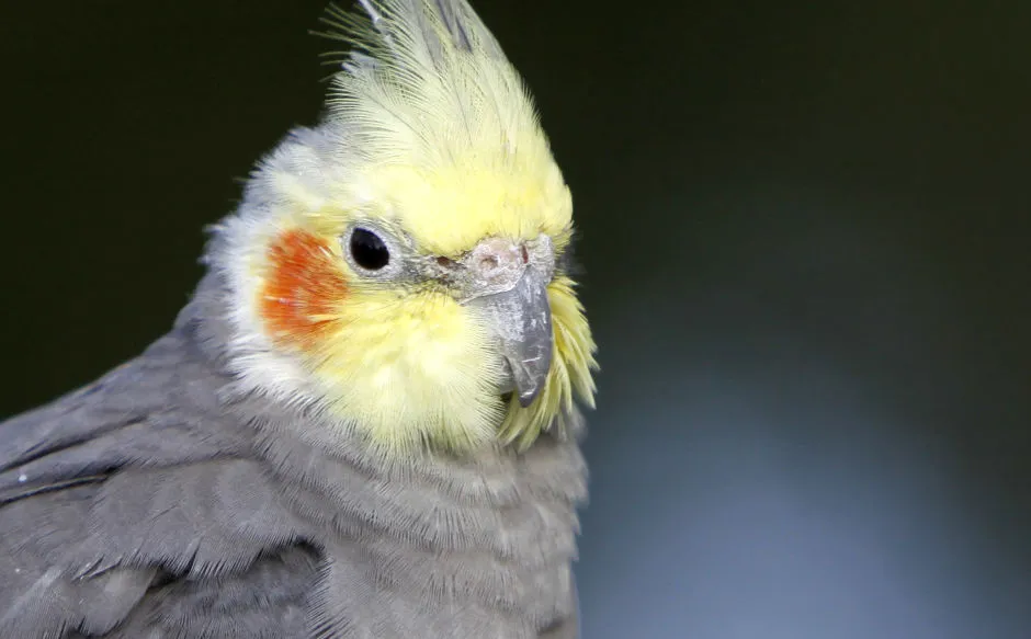 Czy papugi nimfy mówią? Odkryj ich zdolności mówienia i więcej