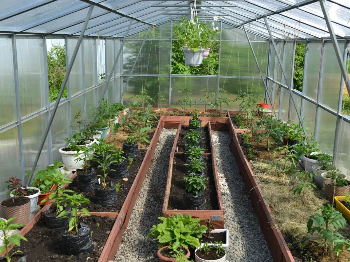 Jak urządzić wnętrze szklarni, by rośliny rosły zdrowo i silnie?