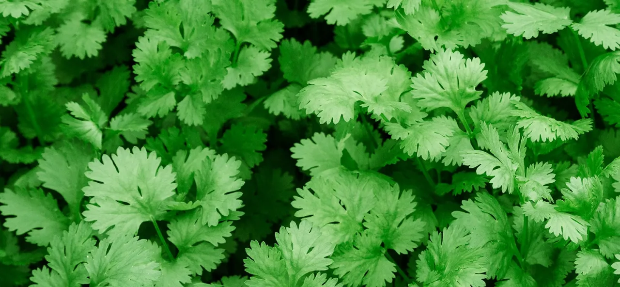 Kolendra przyprawa do czego? Odkryj jej niezwykłe zastosowania w kuchni